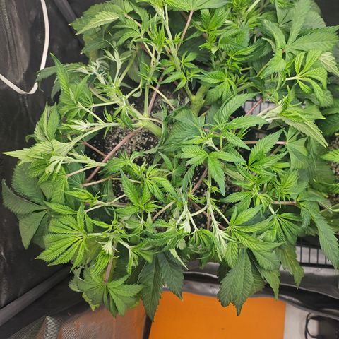 Blueberry Pancakes growlog timeline photo