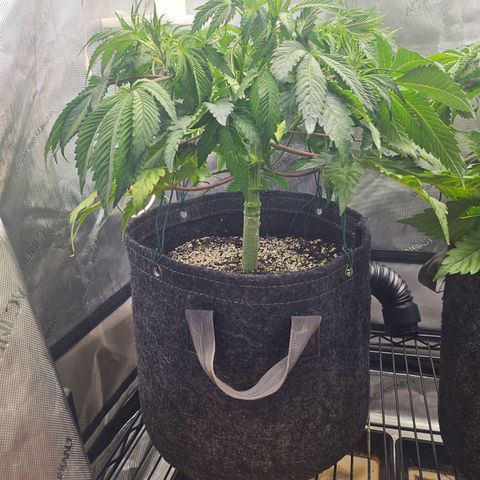 Blueberry Pancakes growlog timeline photo