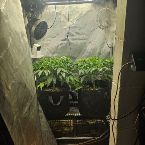 Blueberry Pancakes growlog timeline photo