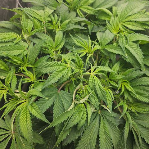 Blueberry Pancakes growlog timeline photo