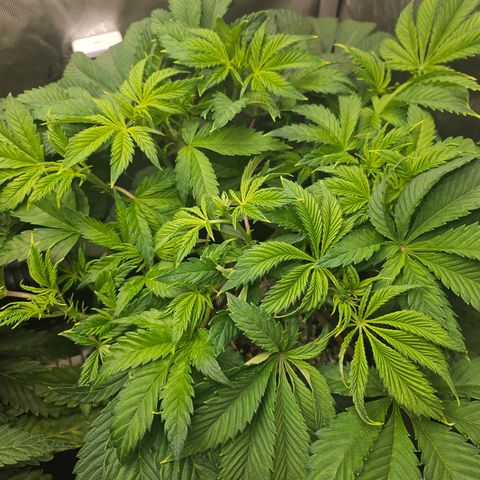 Blueberry Pancakes 2 growlog timeline photo