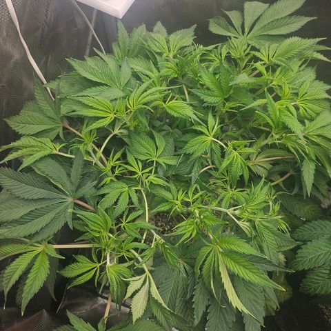 Blueberry Pancakes growlog timeline photo