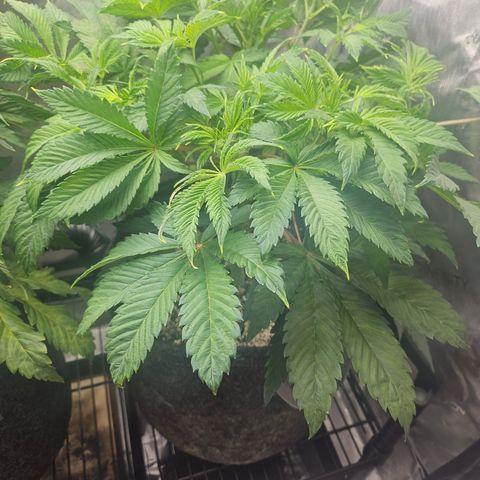Blueberry Pancakes 2 growlog timeline photo