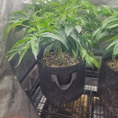 Blueberry Pancakes growlog timeline photo