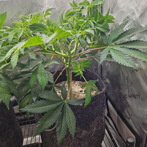 Blueberry Pancakes 2 growlog timeline photo