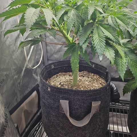 Blueberry Pancakes growlog timeline photo