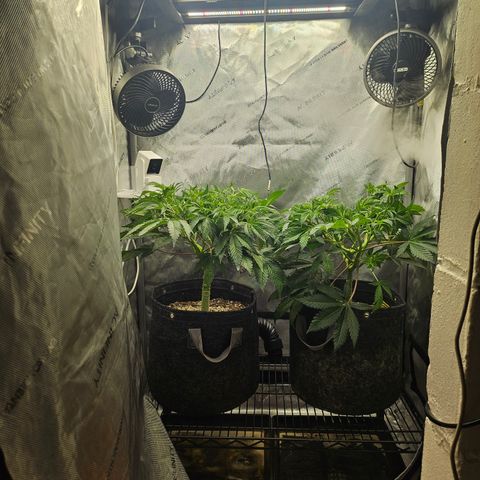 Blueberry Pancakes growlog timeline photo