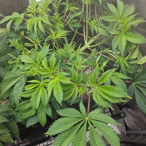 Blueberry Pancakes 2 growlog timeline photo