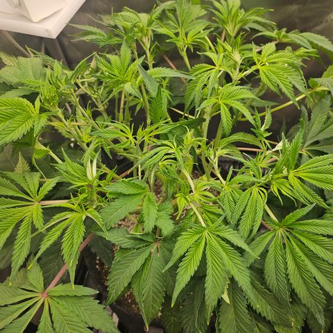 Blueberry Pancakes growlog timeline photo