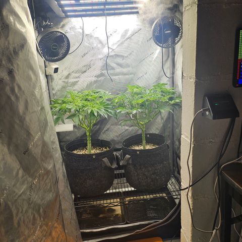 Blueberry Pancakes growlog timeline photo