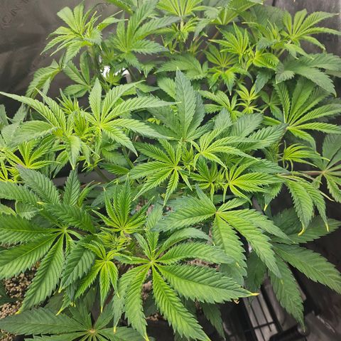 Blueberry Pancakes 2 growlog timeline photo