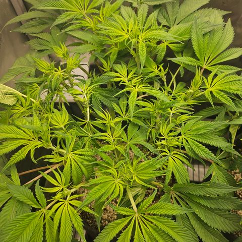 Blueberry Pancakes growlog timeline photo