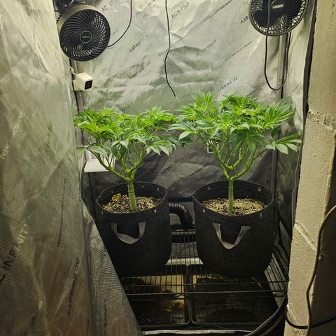 Blueberry Pancakes growlog timeline photo