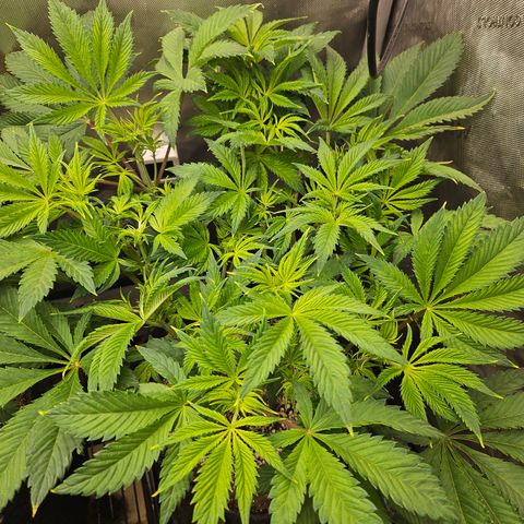 Blueberry Pancakes 2 growlog timeline photo
