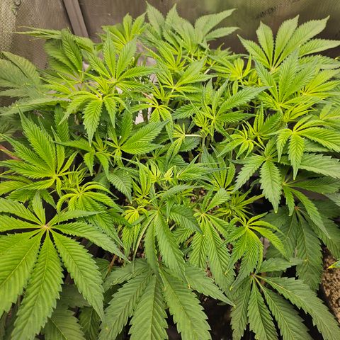 Blueberry Pancakes growlog timeline photo