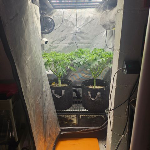 Blueberry Pancakes growlog timeline photo