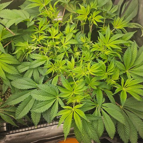 Blueberry Pancakes 2 growlog timeline photo