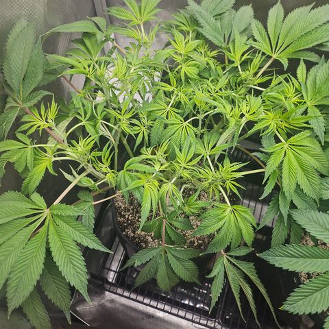 Blueberry Pancakes growlog timeline photo