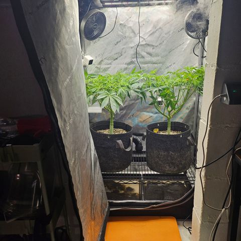 Blueberry Pancakes growlog timeline photo