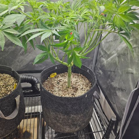 Blueberry Pancakes 2 growlog timeline photo