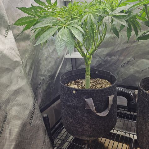 Blueberry Pancakes growlog timeline photo