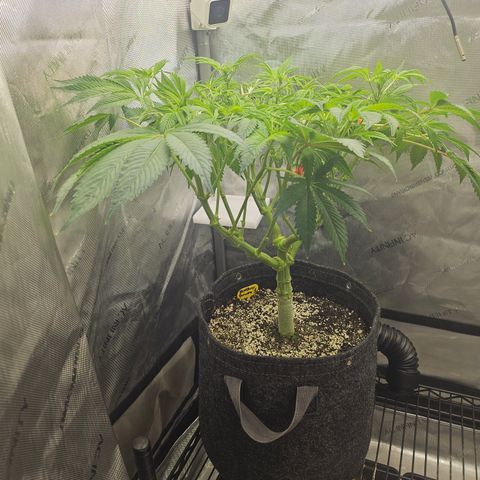 Blueberry Pancakes growlog timeline photo