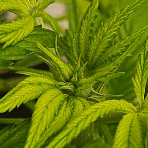 Blueberry Pancakes growlog timeline photo