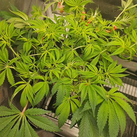 Blueberry Pancakes growlog timeline photo