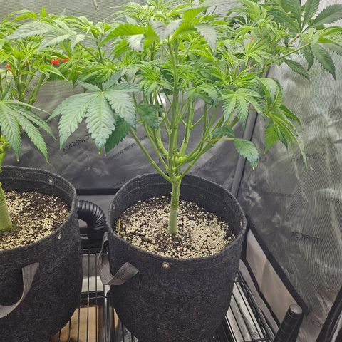 Blueberry Pancakes 2 growlog timeline photo