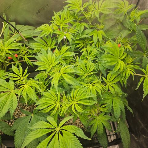 Blueberry Pancakes 2 growlog timeline photo