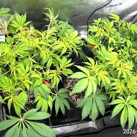 Blueberry Pancakes growlog timeline photo