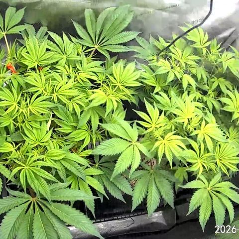 Blueberry Pancakes growlog timeline photo