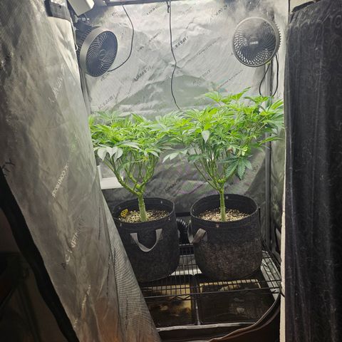 Blueberry Pancakes growlog timeline photo