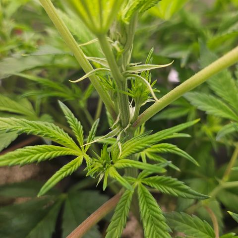 Blueberry Pancakes 2 growlog timeline photo
