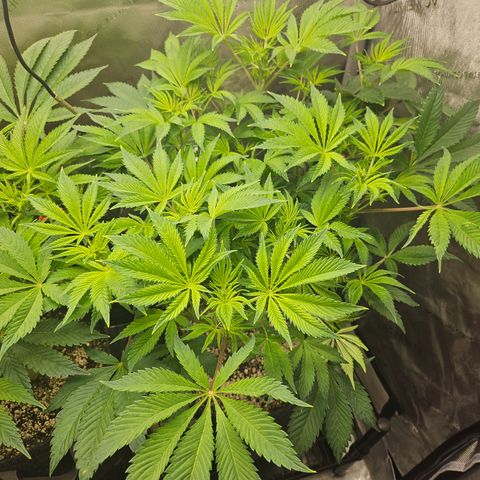 Blueberry Pancakes 2 growlog timeline photo