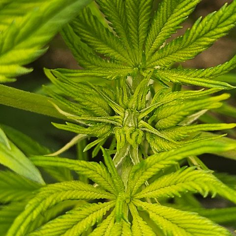 Blueberry Pancakes 2 growlog timeline photo