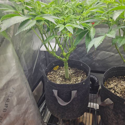 Blueberry Pancakes growlog timeline photo