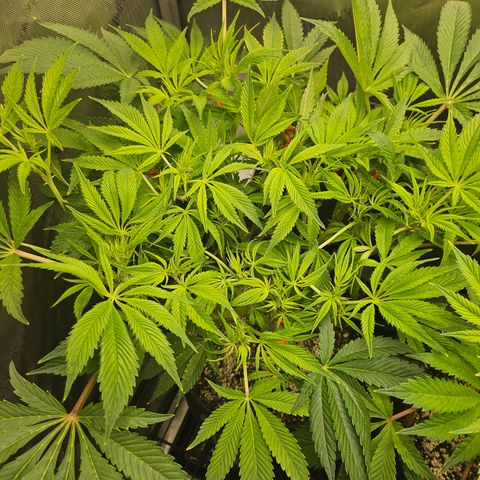 Blueberry Pancakes growlog timeline photo