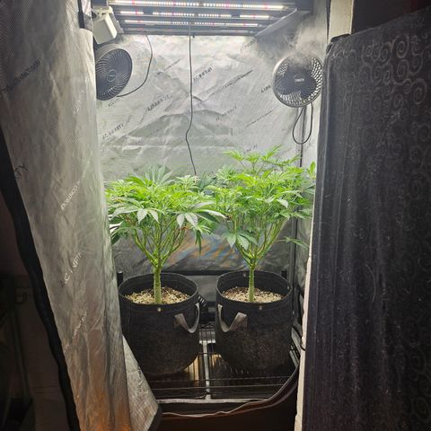 Blueberry Pancakes growlog timeline photo