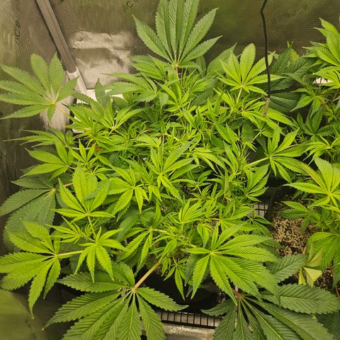 Blueberry Pancakes growlog timeline photo