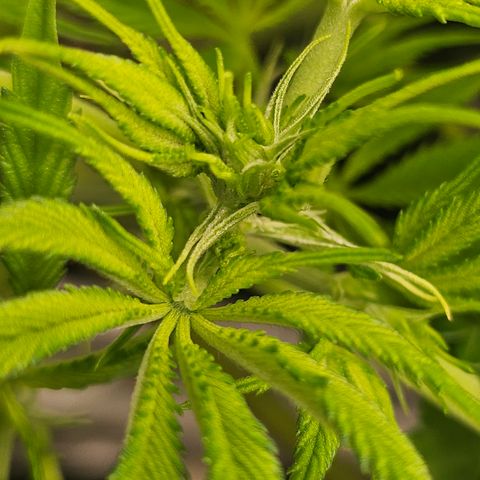 Blueberry Pancakes growlog timeline photo