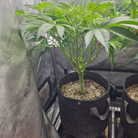 Blueberry Pancakes growlog timeline photo