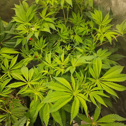 Blueberry Pancakes 2 growlog timeline photo