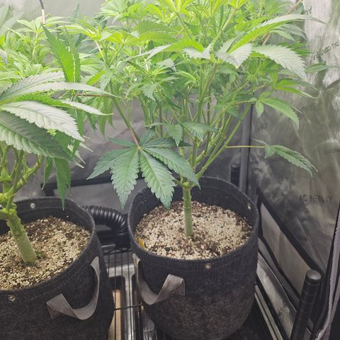 Blueberry Pancakes 2 growlog timeline photo