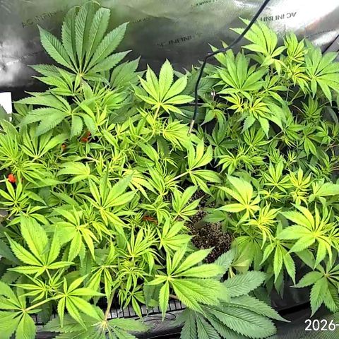 Blueberry Pancakes growlog timeline photo