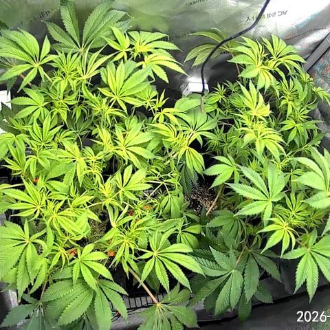 Blueberry Pancakes growlog timeline photo