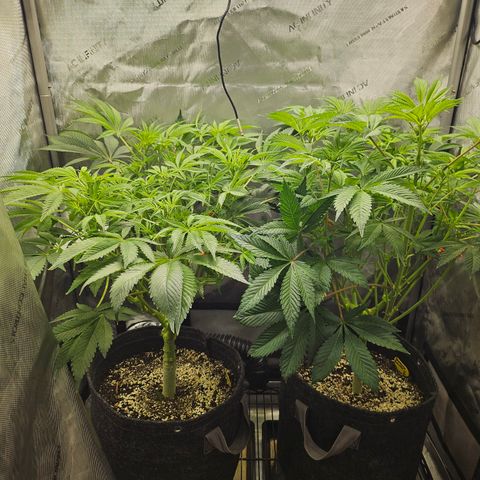 Blueberry Pancakes growlog timeline photo