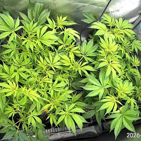 Blueberry Pancakes growlog timeline photo