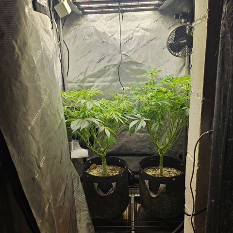 Blueberry Pancakes growlog timeline photo