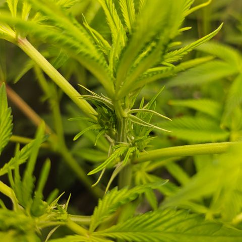 Blueberry Pancakes growlog timeline photo